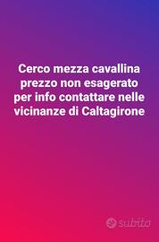 Mezza cavallina