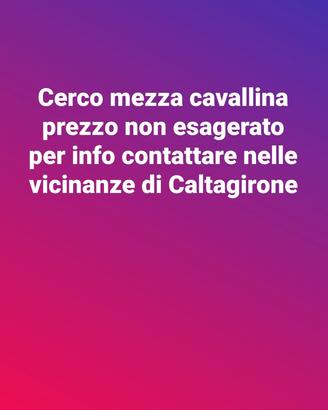 Mezza cavallina