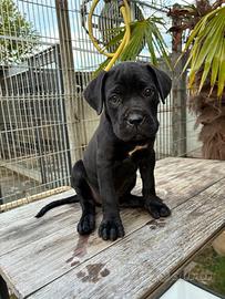 Cane corso cucciolo maschio nero