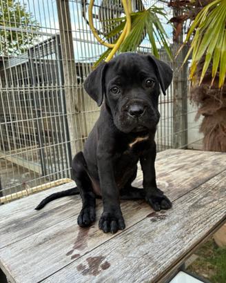 Cane corso cucciolo maschio nero