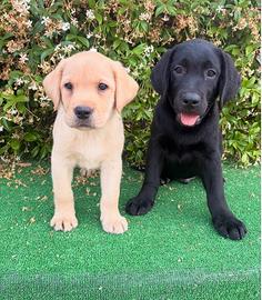 Labrador pedigree