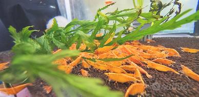 caridina orange ed altro
