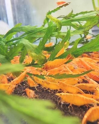 caridina orange ed altro