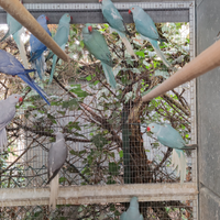 Collari varie età e mutazioni-VEDI LISTA -