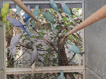 Collari varie età e mutazioni-VEDI LISTA -