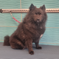 Volpino Spitz Nero da monta no vendita