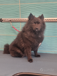 Volpino Spitz Nero da monta no vendita