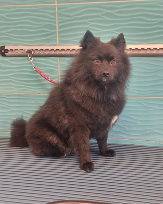 Volpino Spitz Nero da monta no vendita