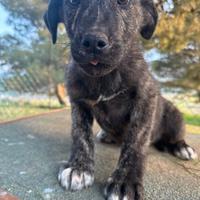 Biagio cucciolo mix corso