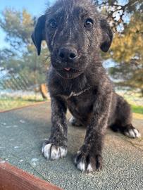 Biagio cucciolo mix corso