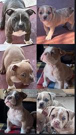 American bully exotic merle