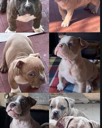 American bully exotic merle
