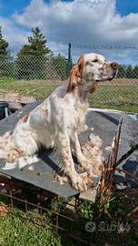 Setter Inglese