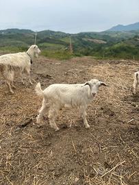 Capretti maschi di 4 mesi