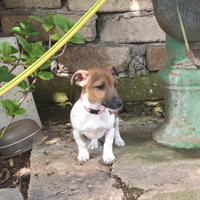 Jack russell