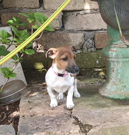Jack russell