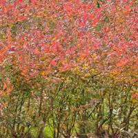 piante mirtilli  CHANDLER tardivi