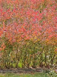 piante mirtilli  CHANDLER tardivi