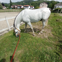 Cavallo arabo 6 anni