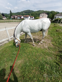 Cavallo arabo 6 anni