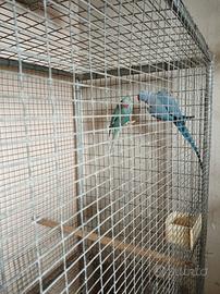 Parrocchetti dal collare x conuri