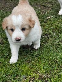 Cuccioli di Border Collie