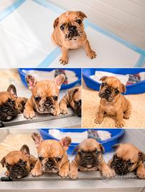 Bulldog francese
