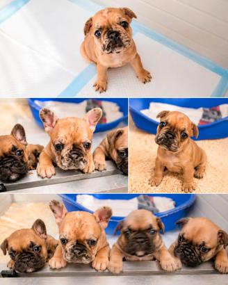 Bulldog francese