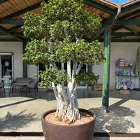 Bonsai Ficus Ginseng