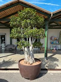 Bonsai Ficus Ginseng