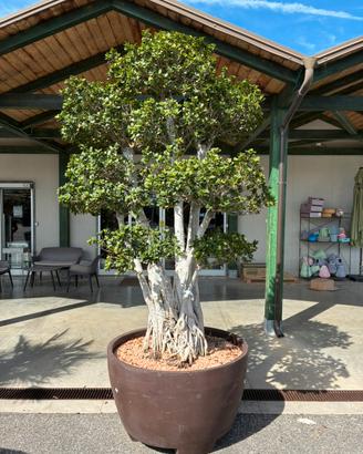 Bonsai Ficus Ginseng
