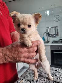 Cucciolo chihuahua