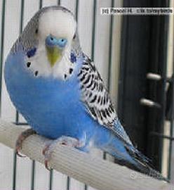 Coppia cocorite giovani tranquilli docili top