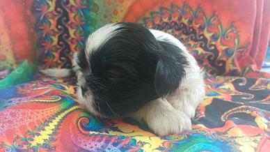 Cuccioli shih-tzu shitzu shihtzu con pedigree