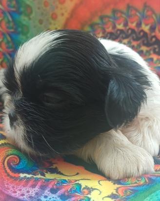 Cuccioli shih-tzu shitzu shihtzu con pedigree