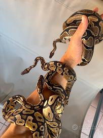 Pitoni reali - python regius