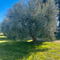 Piante di olivo secolari