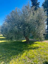 Piante di olivo secolari