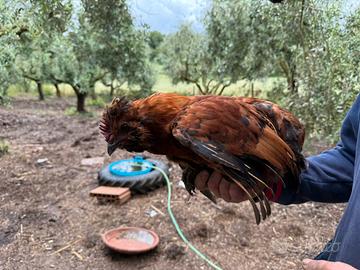 Gallo