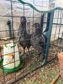 Galline austrolorp