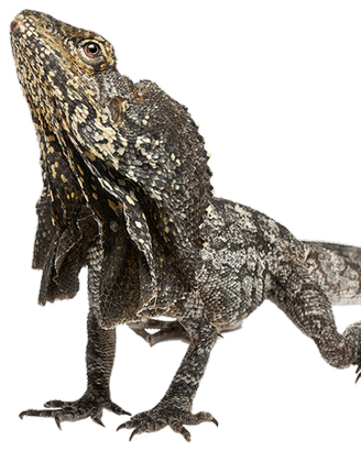 Clamydosauro