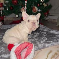 Cucciolo bulldog francese big rope platinum