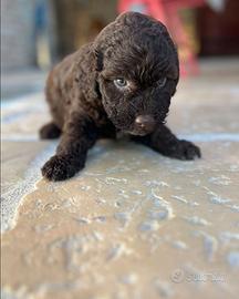 Cuccioli Lagotto Romagnolo con pedigree enci