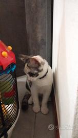 Regaliamo cucciola di gatto di quasi 4 mesi