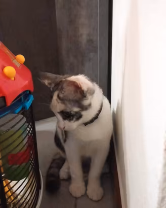 Regaliamo cucciola di gatto di quasi 4 mesi