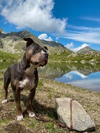 Monta American pitbull terrier tricolor
