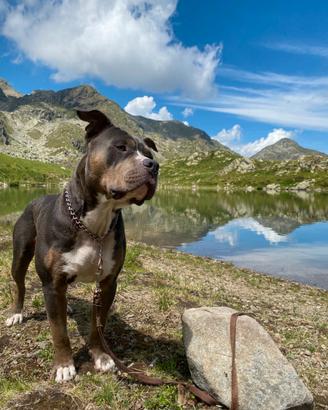 Monta American pitbull terrier tricolor