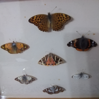 Collezione farfalle