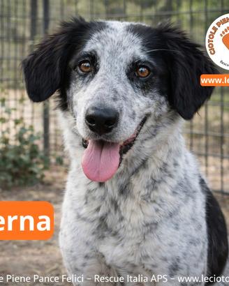 Salva un cane abbandonato