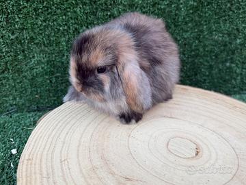 Conigli nani mini lop
